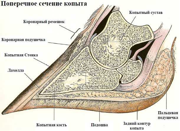 Зачем нужно и как правильно подковывать лошадь, виды конструкций