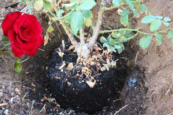 Когда можно пересаживать розы с одного места на другое
