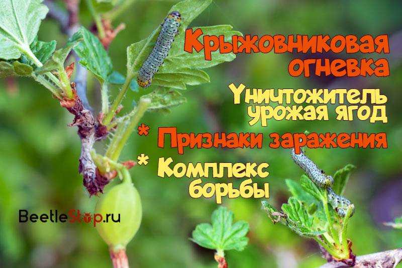 Народные средства и препараты от вредителя листовертки на смородине