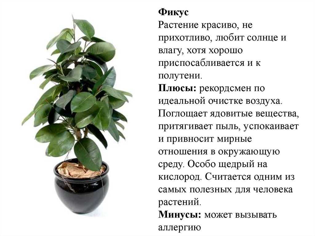 Комнатная бегония элатиор — пышное цветение почти круглый год