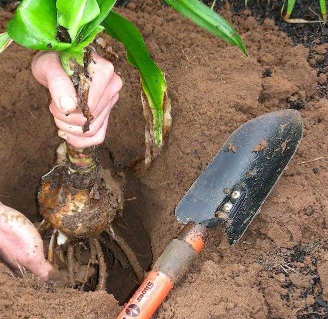 Посадка лилий осенью в открытый грунт