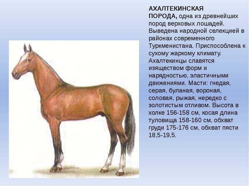 Ахалтекинская лошадь (akhal-teke breed) фото и история породы