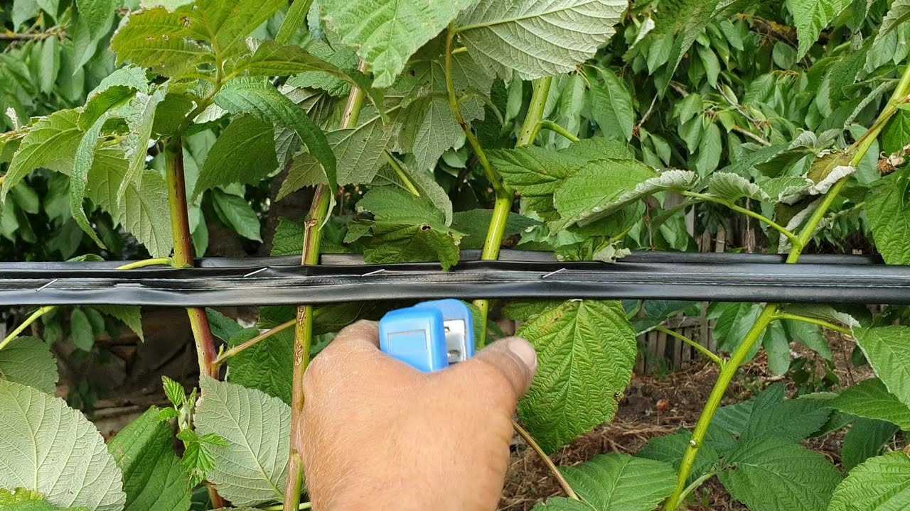 Как сделать подпорки для смородины: выращивание в кустодержателе