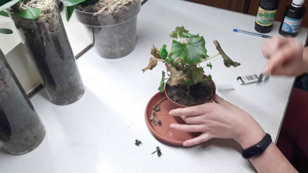 Бегония клубневая посадка и уход в домашних условиях