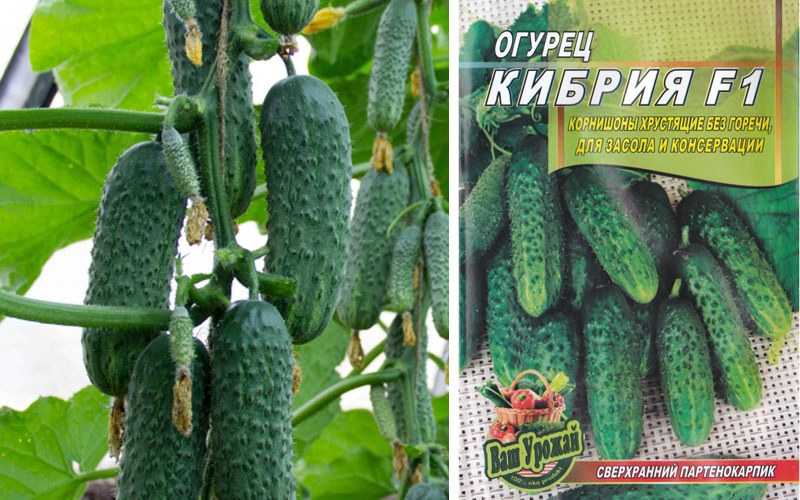 Огурец атлантис — характеристика голландского гибрида фирмы bejo zaden