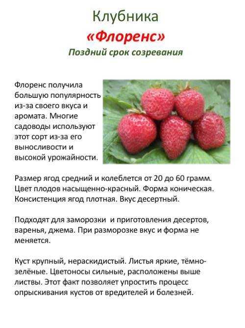 Обзор итальянского сорта клубники альба с крупными плодами