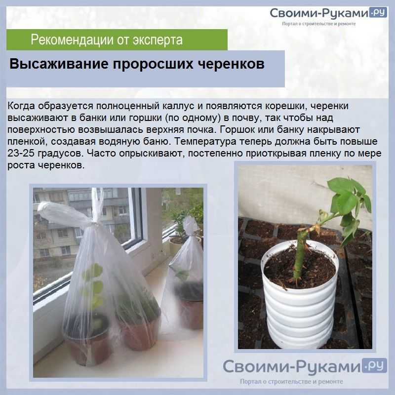 О выращивании розы из букета в домашних условиях: как укоренить и черенковать