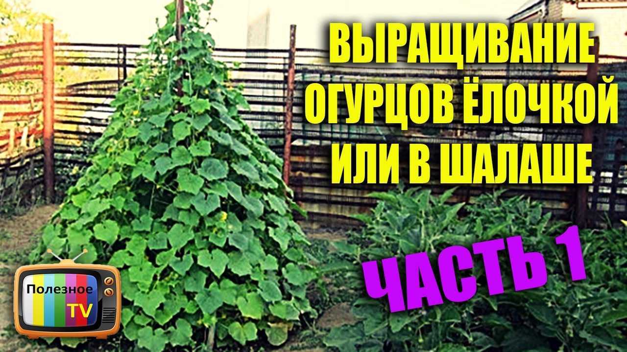 Выращивание огурцов «елочкой». преимущества и недостатки способа