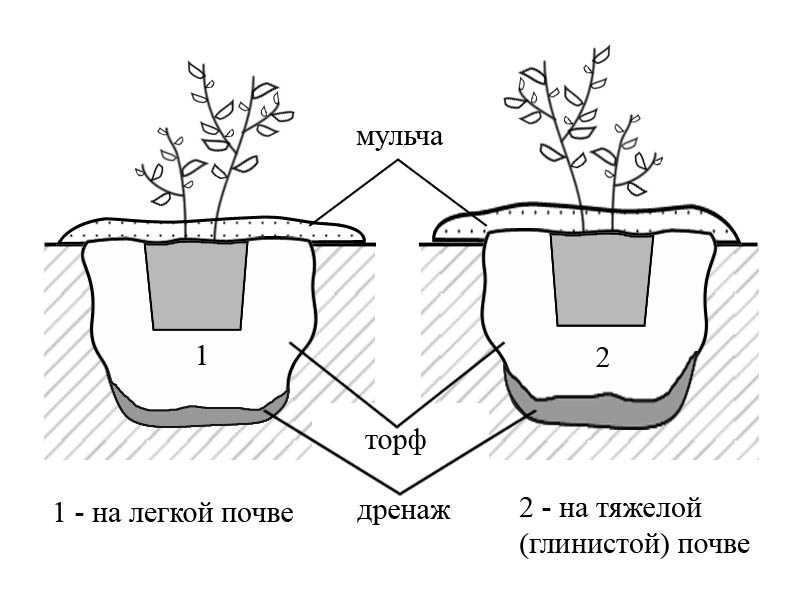 Лучшие сорта жимолости для подмосковья: крупные, сладкие, низкорослые, ранние и декоративные