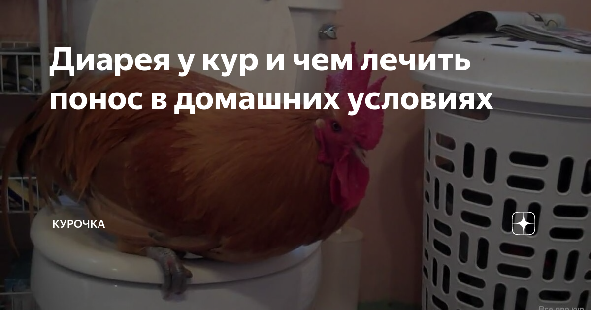 Лечение и профилактика различных видов поноса у цыплят