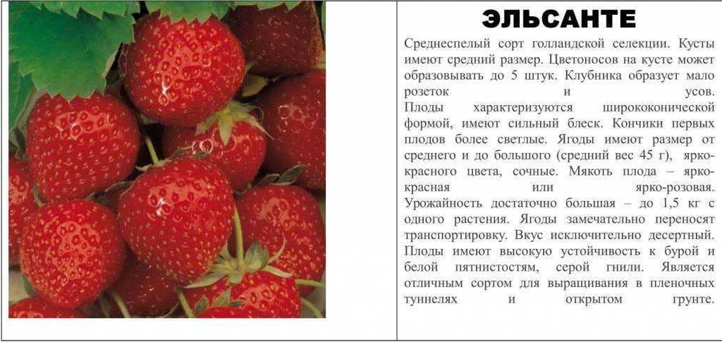 Описание и характеристика клубники сорта зефир, правила посадки и уход