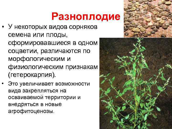 ✅ какие бывают сорняки фото с названиями - питомник46.рф