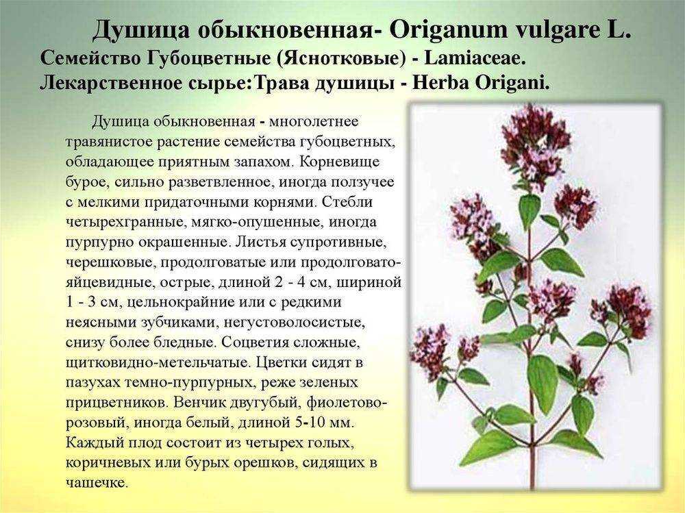Золототысячник - лечебные свойства и противопоказания растения
