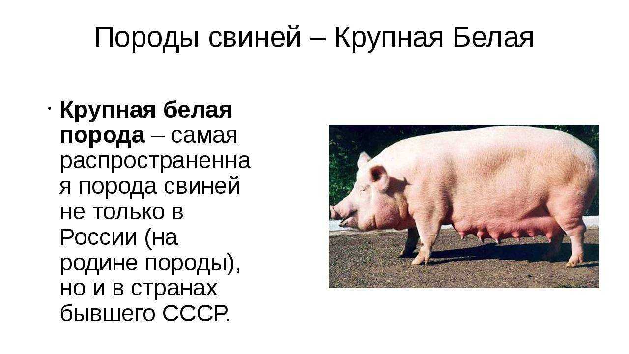 Крупная белая порода свиней характеристика (фото и видео)