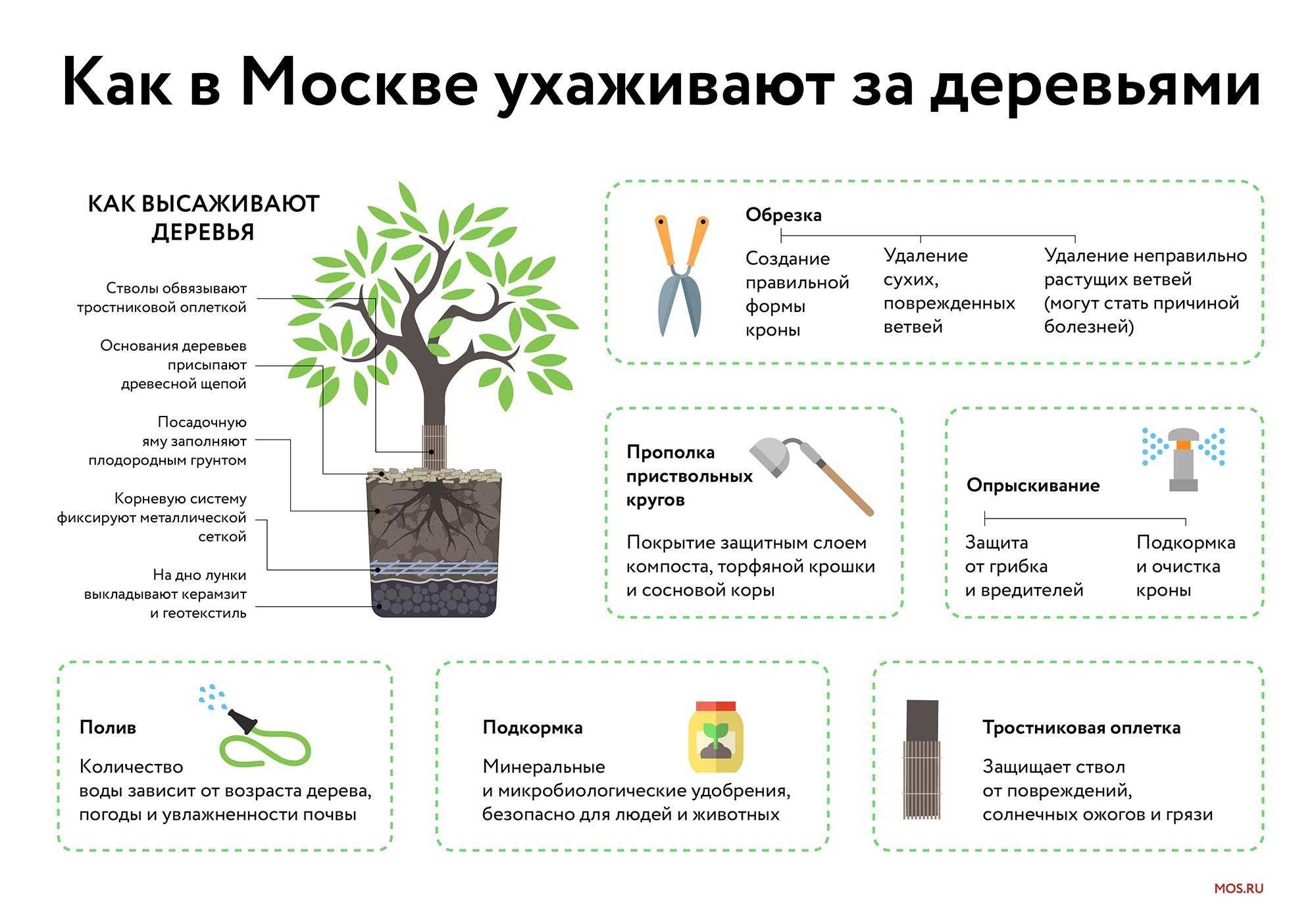 Листья на яблоне коричневеют и засыхают - что делать