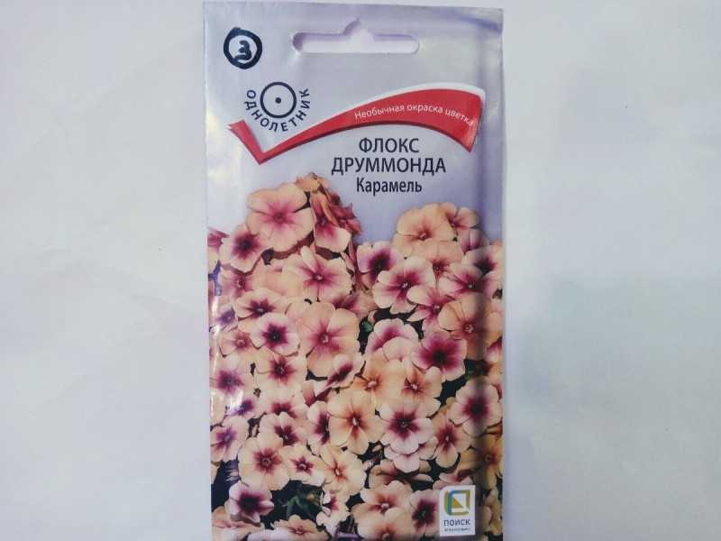 Правильные посадка, размножение и уход за флоксами многолетними