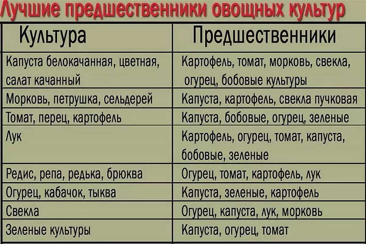 После каких культур можно сажать клубнику, предшественники при посадке осенью (чеснок, лук, картошка)