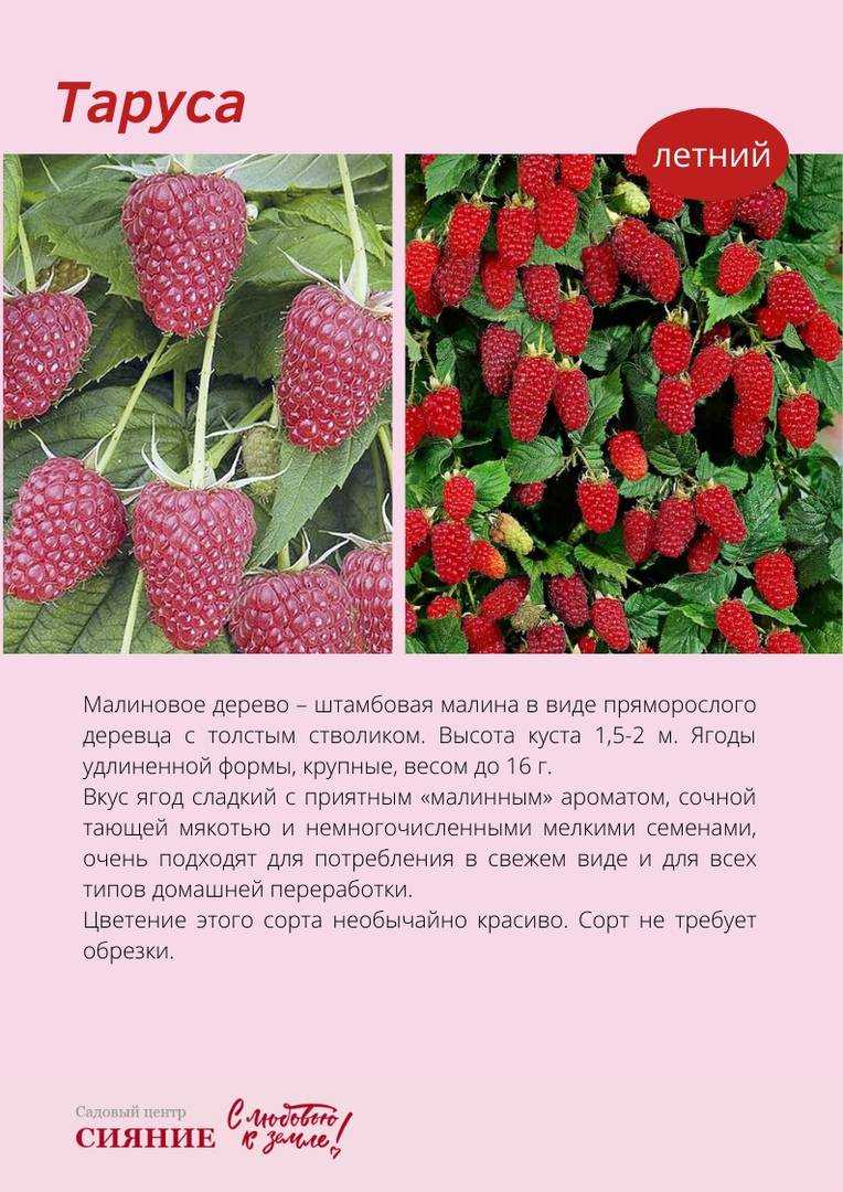 Описание и посадка штамбового сорта малины таруса