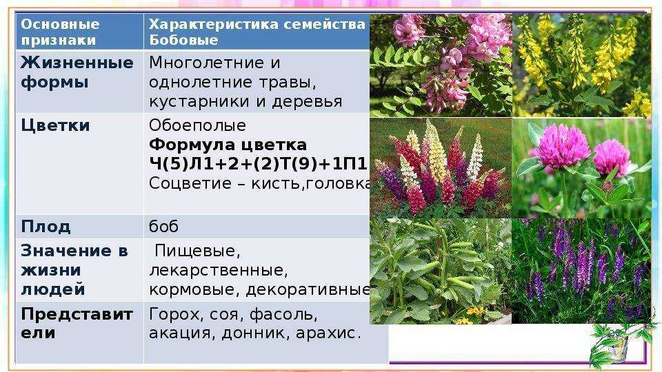Бобы