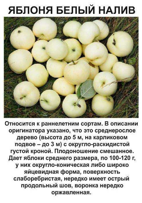 Яблоня белый налив: описание сорта, фото, отзывы и посадка