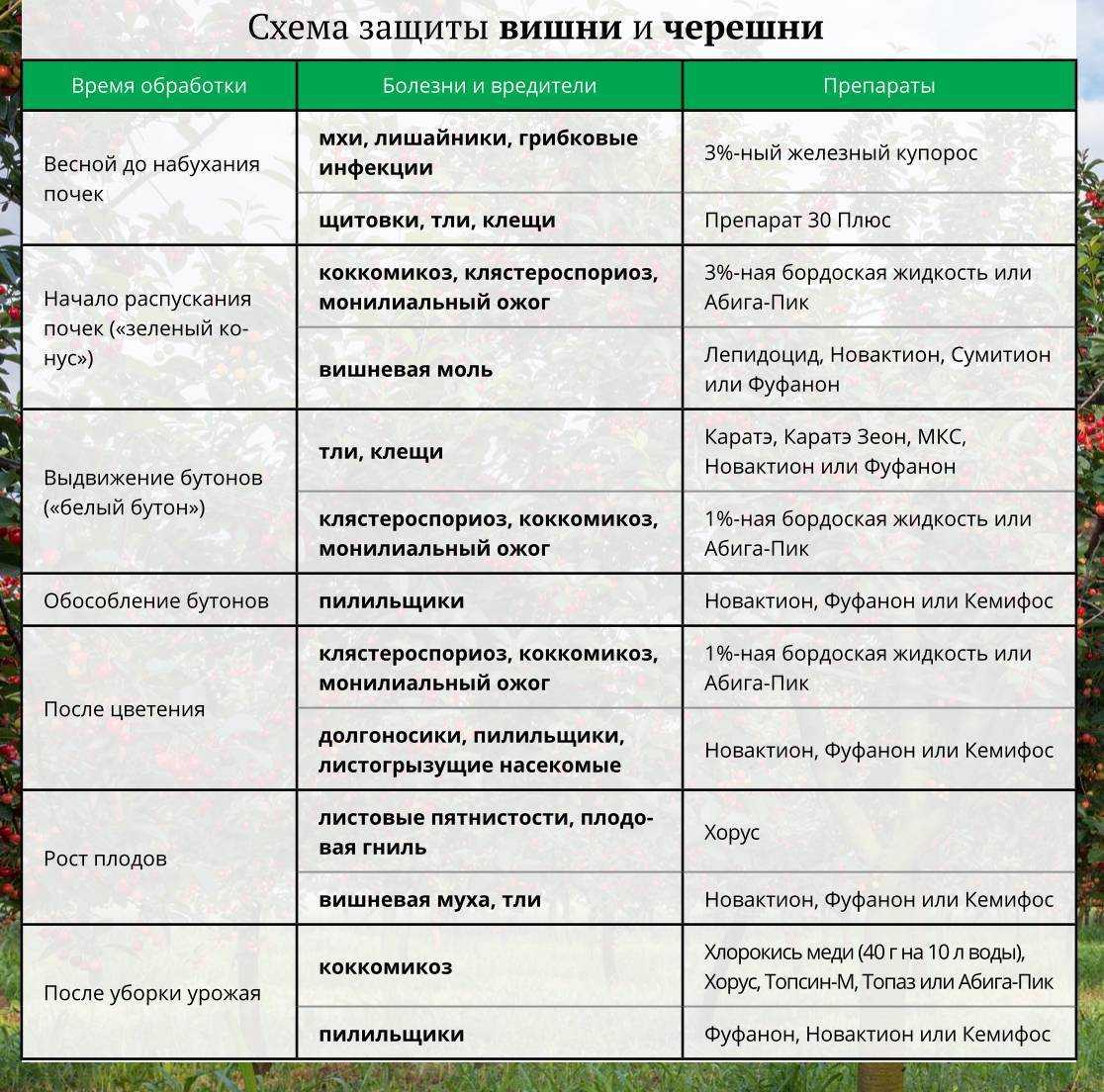 4 обязательных весенних обработки сада от болезней и вредителей. препараты для опрыскивания, время проведения. фото — ботаничка