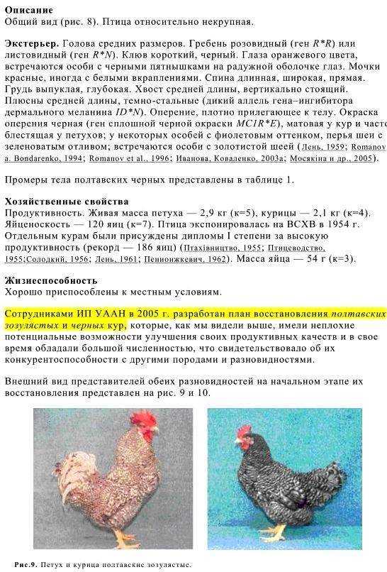 Порода кур плимутрок:как ухаживать за полосатыми и белыми красавцами?