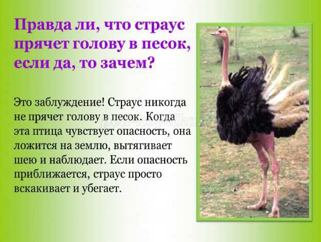 Страус: вес, размер, скорость. почему прячет голову в песок?