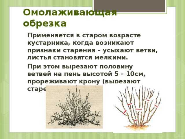 Обрезка смородины осенью: как обрезать смородину правильно, схемы и пошаговые фото процесса, можно ли делать это весной, в каком месяце лучше проводить