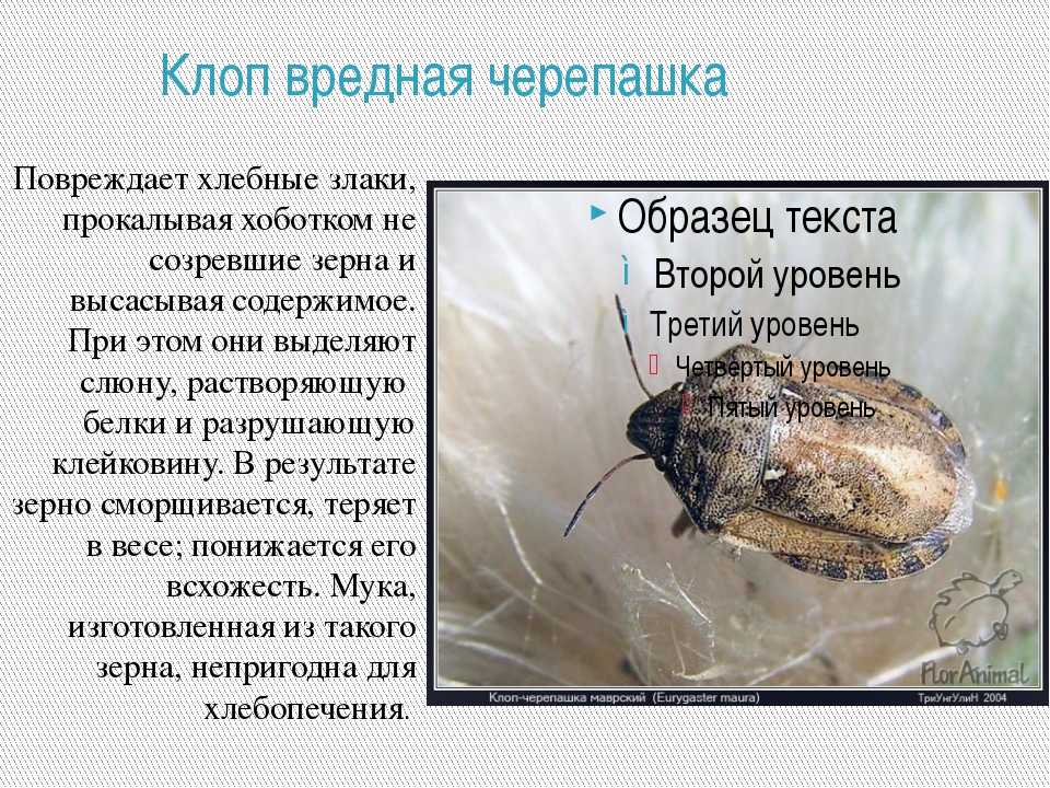Болезни груши и вредители, борьба с ними, фото, как они выглядят - фермер без хлопот