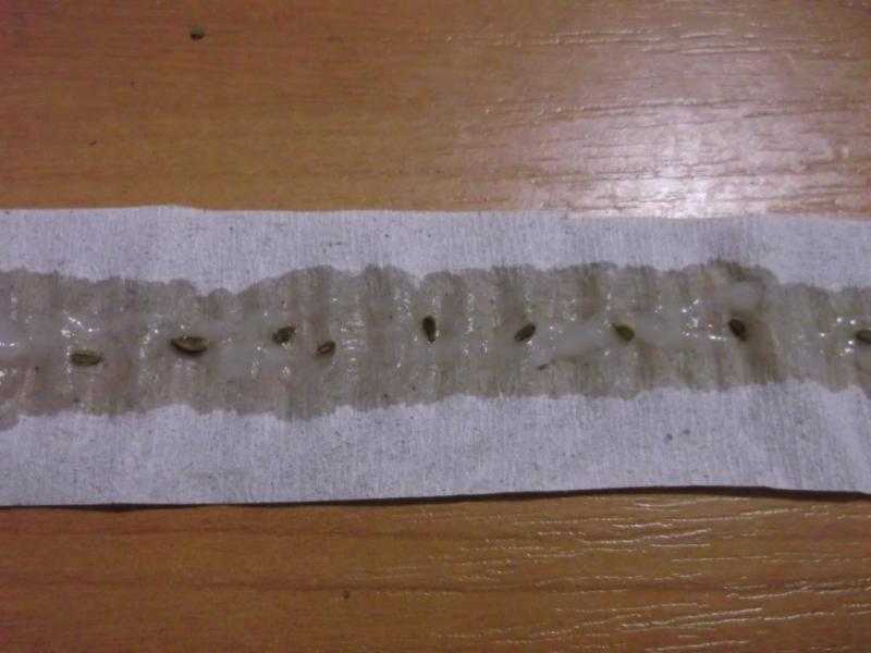 Семена моркови на ленте: преимущество метода, как сажать со 100% эффективностью | огородникам инфо