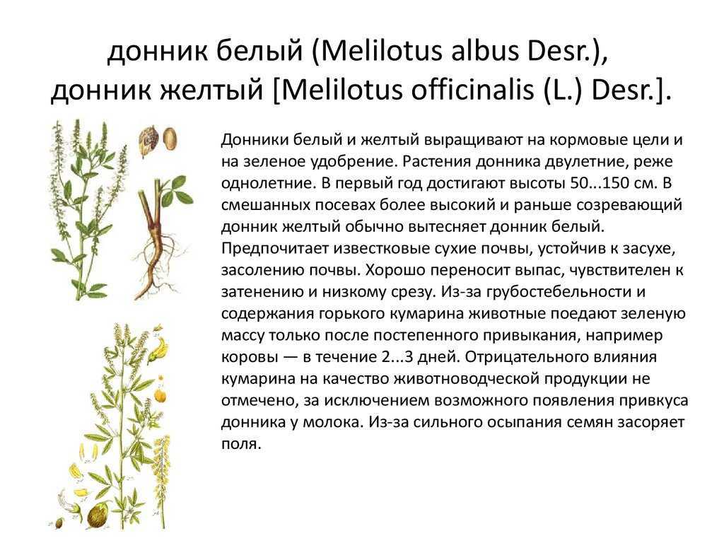 Донник лекарственный и белый: описание, состав, свойства, применение, противопоказания