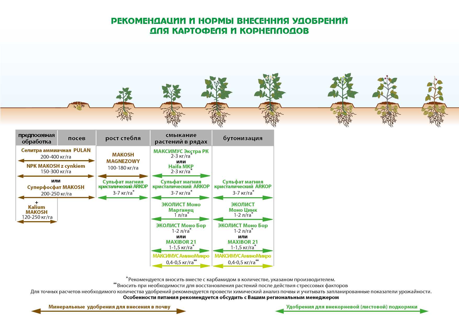 Нужно ли проращивать картофель перед посадкой и другие важные вопросы про картошку