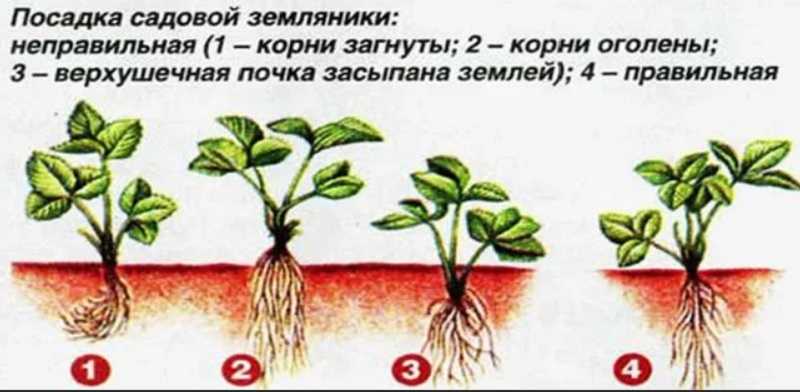 Навоз — лучшее органическое удобрение