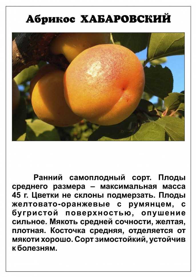 Как вырастить абрикос кичигинский