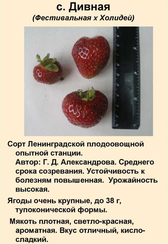 Описание клубники лорд. отзывы и характеристика