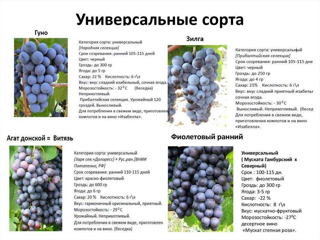 Неприхотливый гибрид с отличным послевкусием — виноград «восторг мускатный»