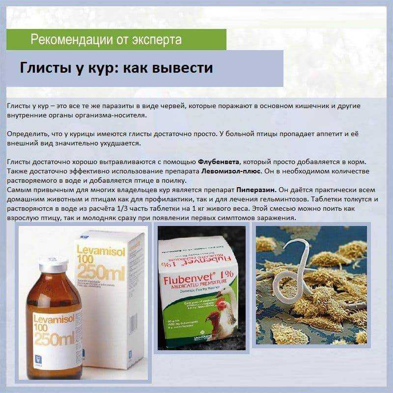 О лечении глистов у кур и бройлеров (лекарства Пиперазин, Пирантел: дозировка)