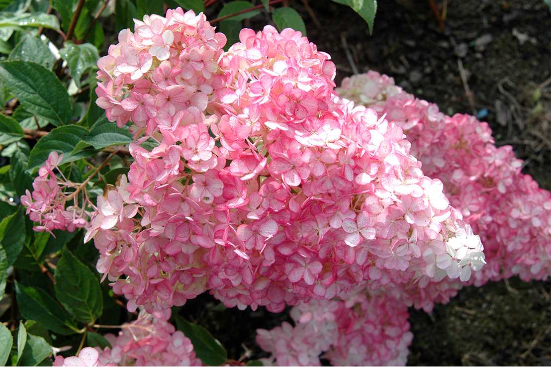 Гортензия метельчатая строберри блоссом (hydrangea paniculata strawberry blossom): описание, отзывы, фото