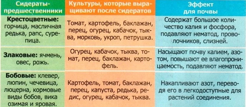 Секреты выращивания картофеля с помощью сидератов