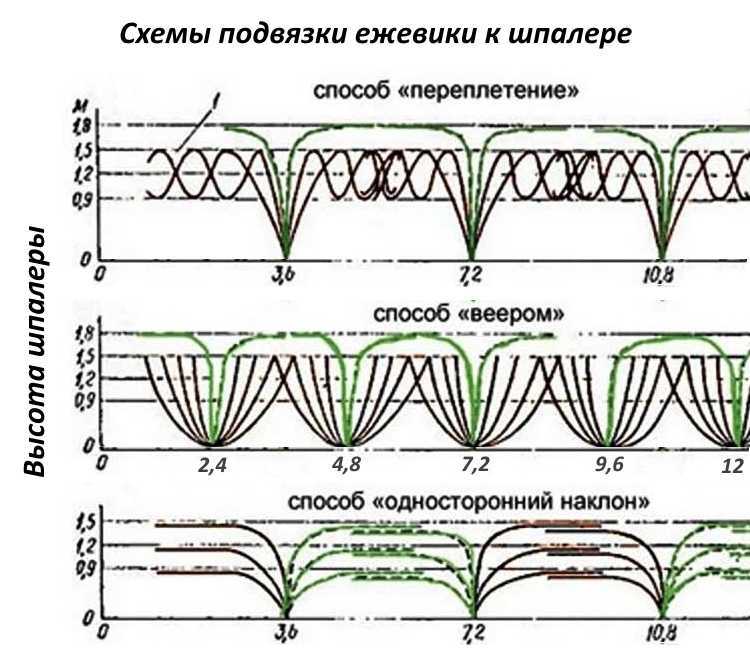 Как правильно подвязать кусты смородины своими руками: чтобы поднять от земли, нужно ли это делать, фото