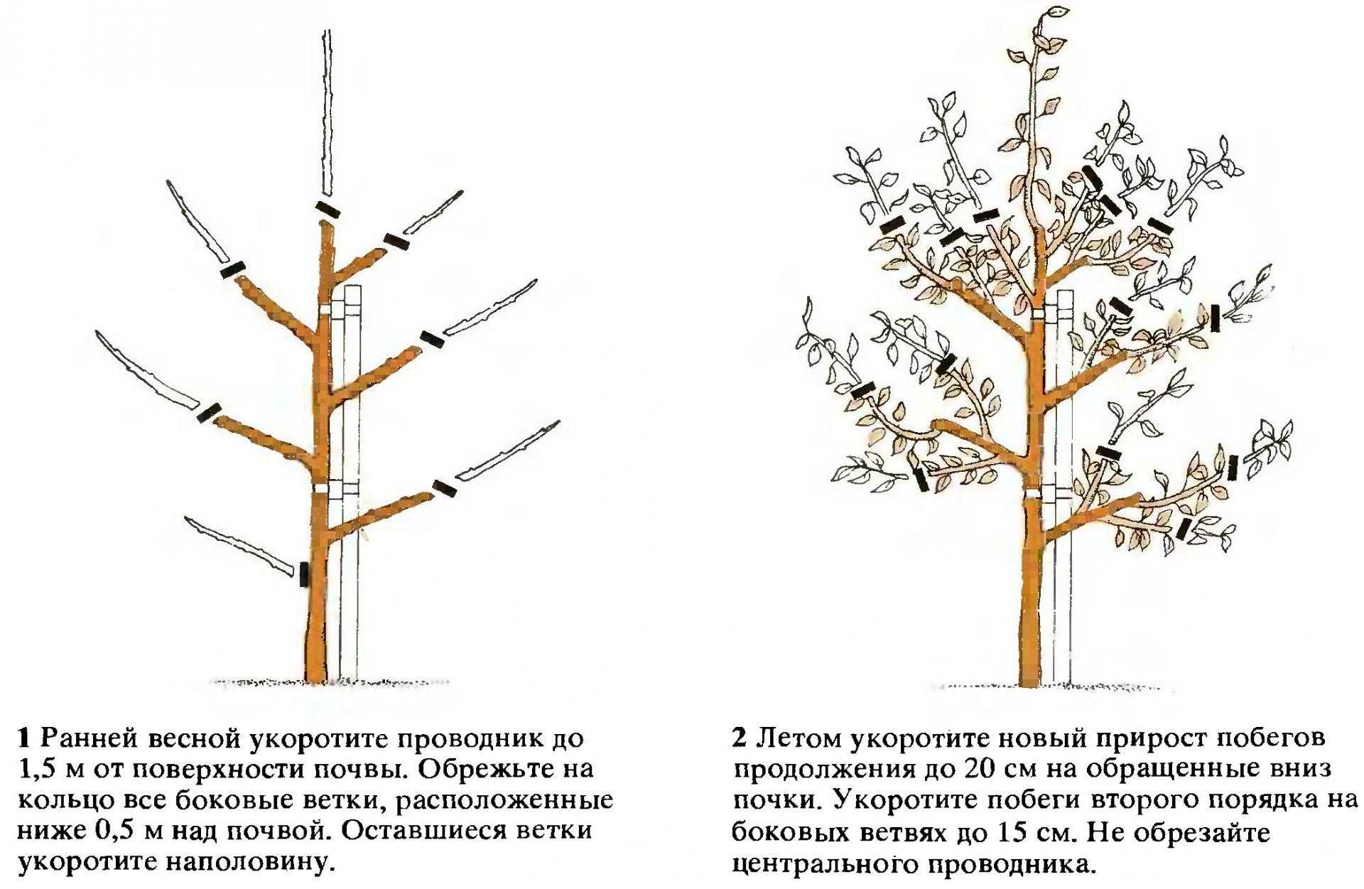Посадка алычи: виды, сорта, описание обрезки, прививки, пересадки и ухода. 70 фото выбора места и посадки дерева