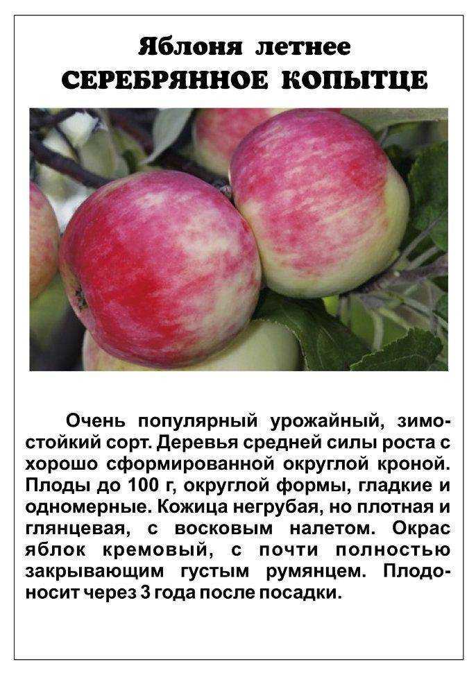Вкусный сорт яблок «анис». описание и фото разных видов: свердловского, алого, полосатого и других
