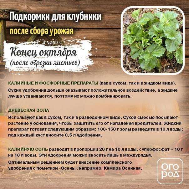 Чем подкормить капусту: какие удобрения вносить, что повысит урожай капусты
