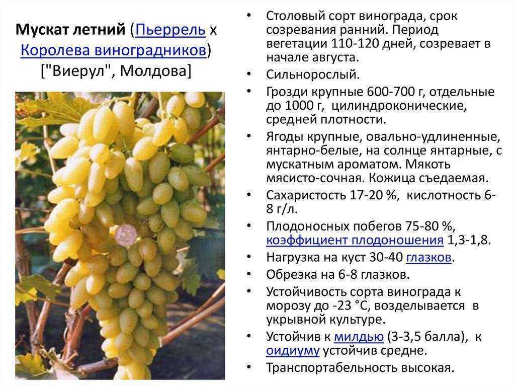 Ранние и ультраранние сорта винограда: описание, уход, отзывы