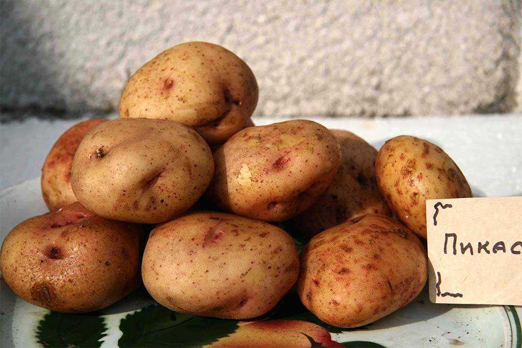 Лучшие сорта картофеля