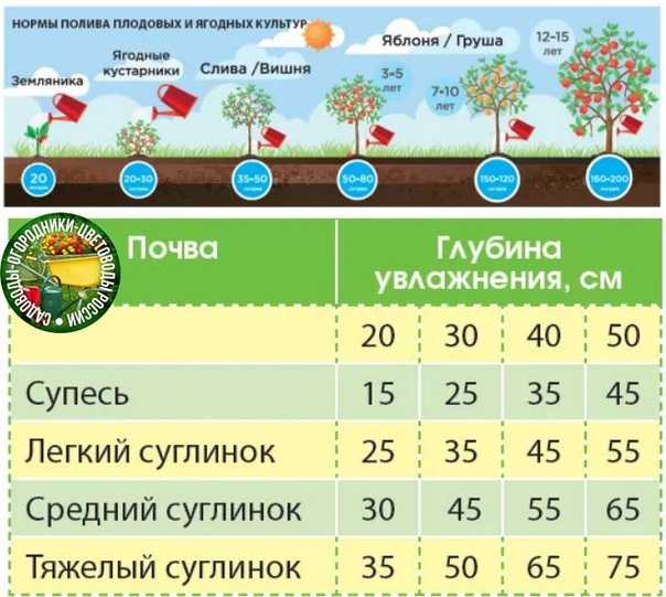 Полив газона от а до я