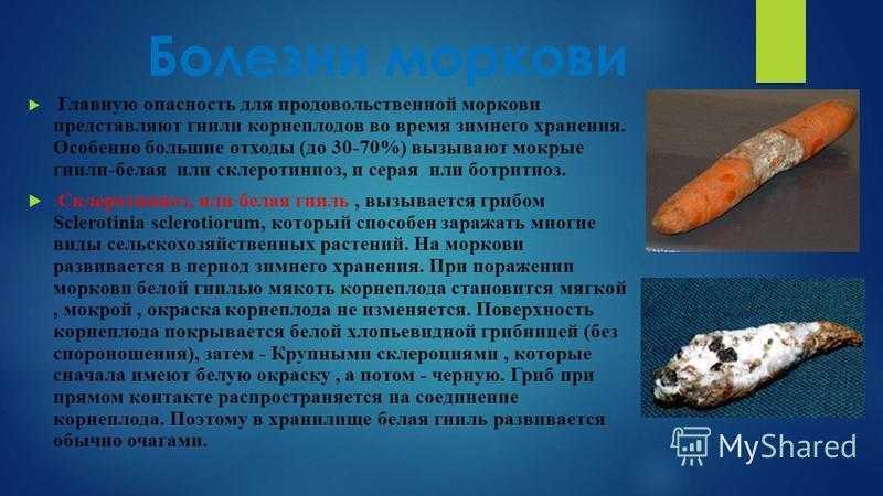Болезни чеснока: каталог с фото, новые препараты | ягодный сад, или прикладное садоводство в советах, вопросах и ответах