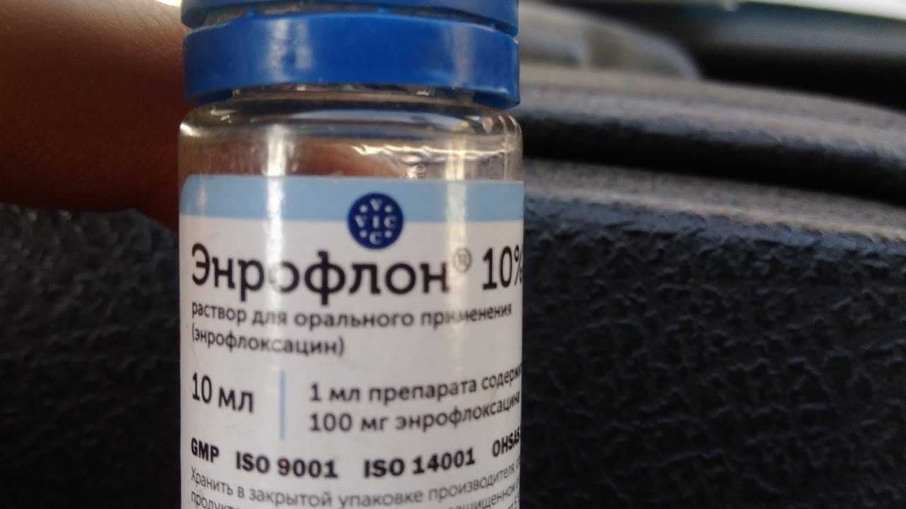 Лечения поноса у цыплят в домашних условиях
