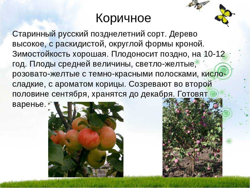 Яблоня коричное полосатое: фото, описание сорта и его разновидностей новое, ананасное и дымчатое, особенности возделывания и рекомендации по посадке и выращиванию