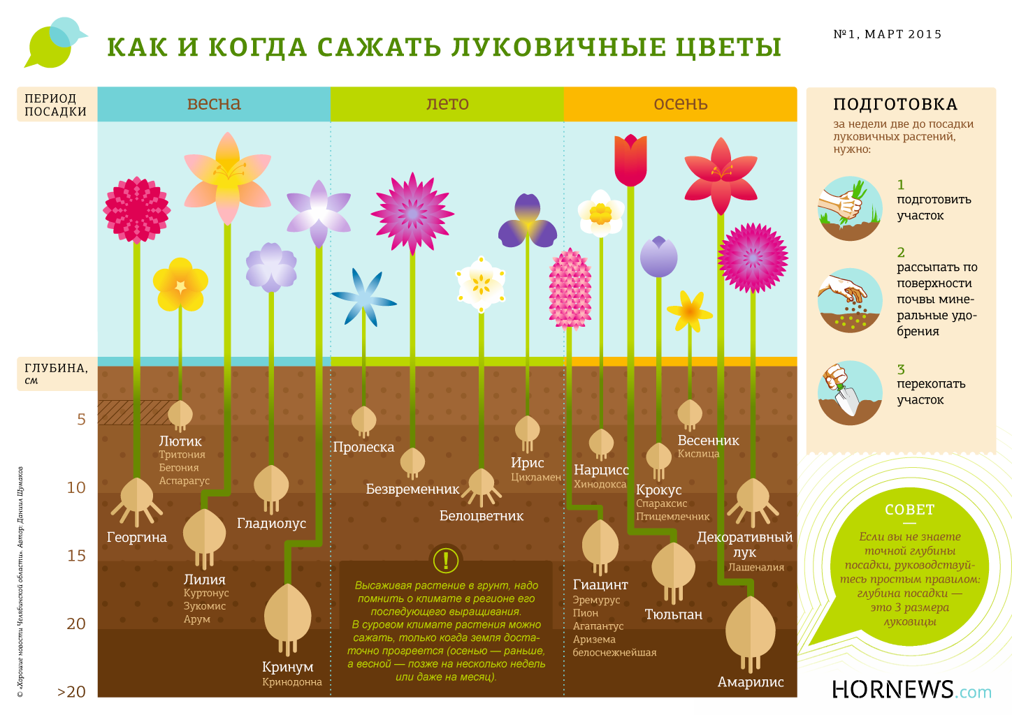 Где и зачем сажать луковичные цветы в саду